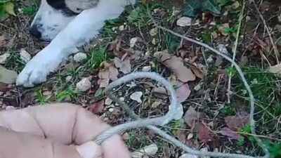 Yıldırım'da köpek tuzağa düşme olayı ve alınan önlemler hakkında detaylı