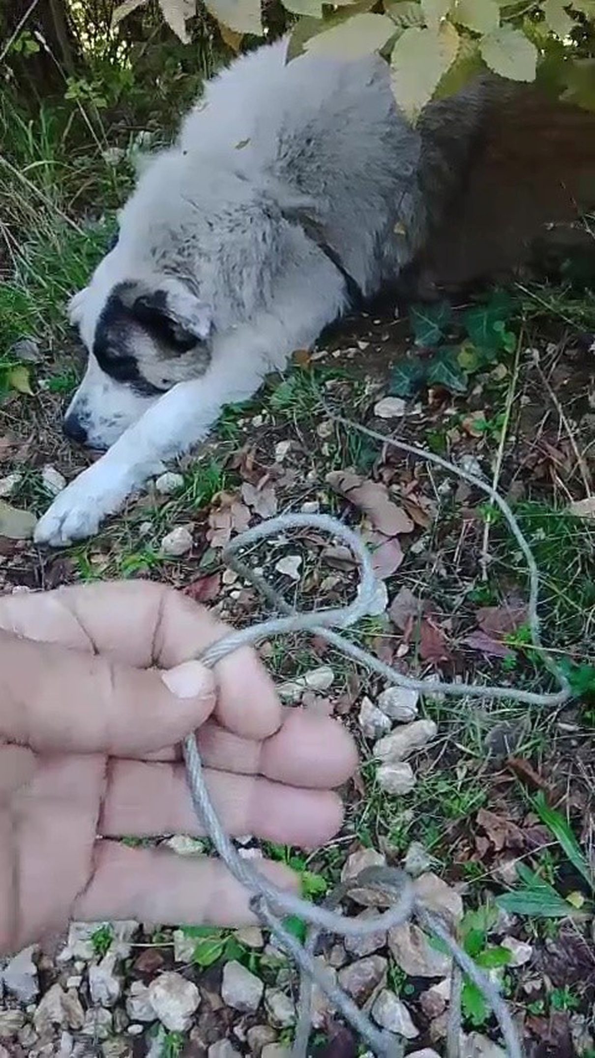 Yıldırım'da köpek tuzağa düşme olayı ve alınan önlemler hakkında detaylı